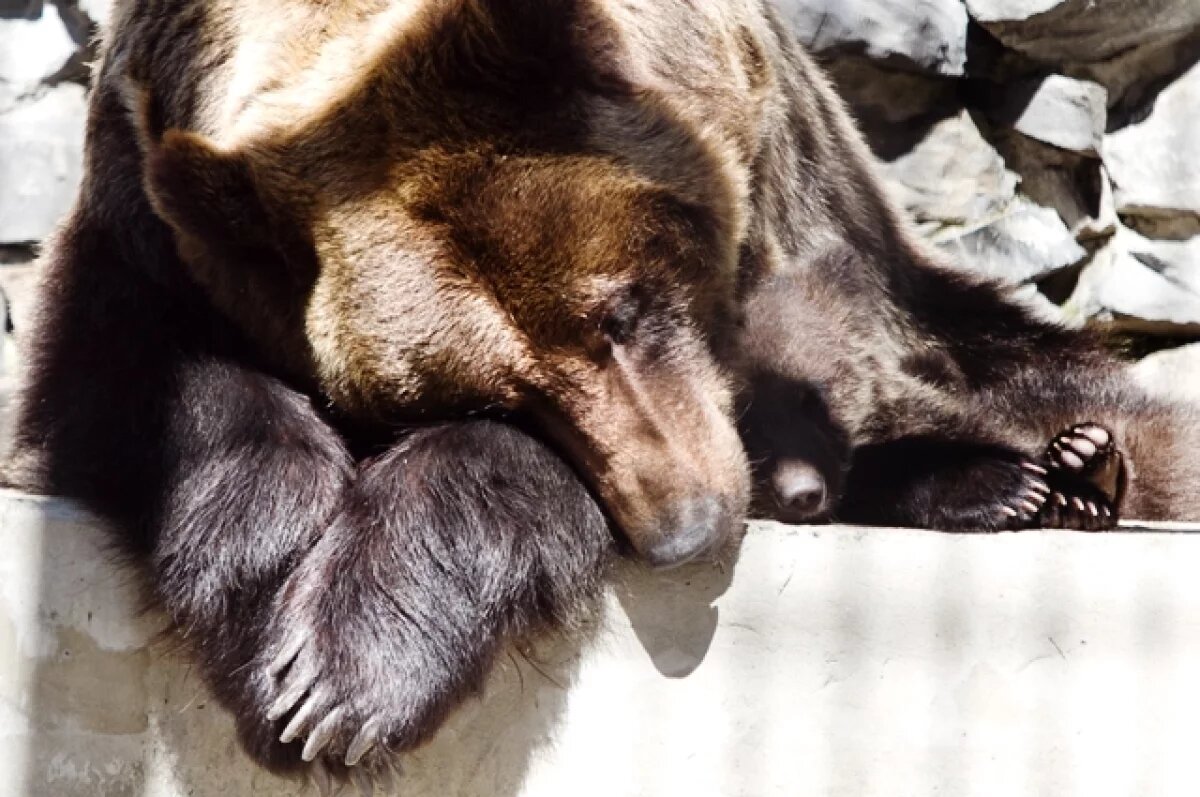    В Татарстане оценили вероятность пробуждения медведей раньше срока