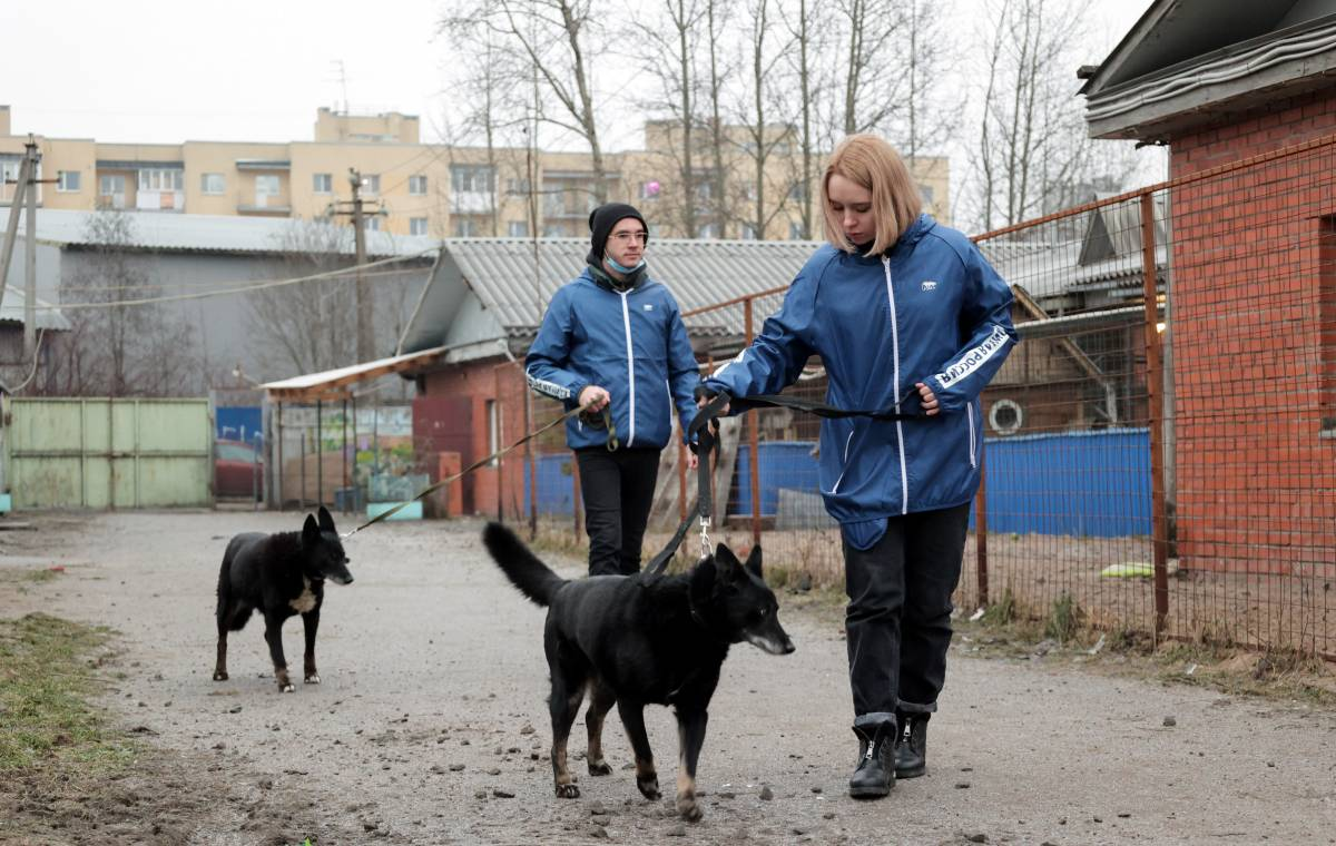 Волонтеры ухаживают за животными в приютах. Источник: er.ru