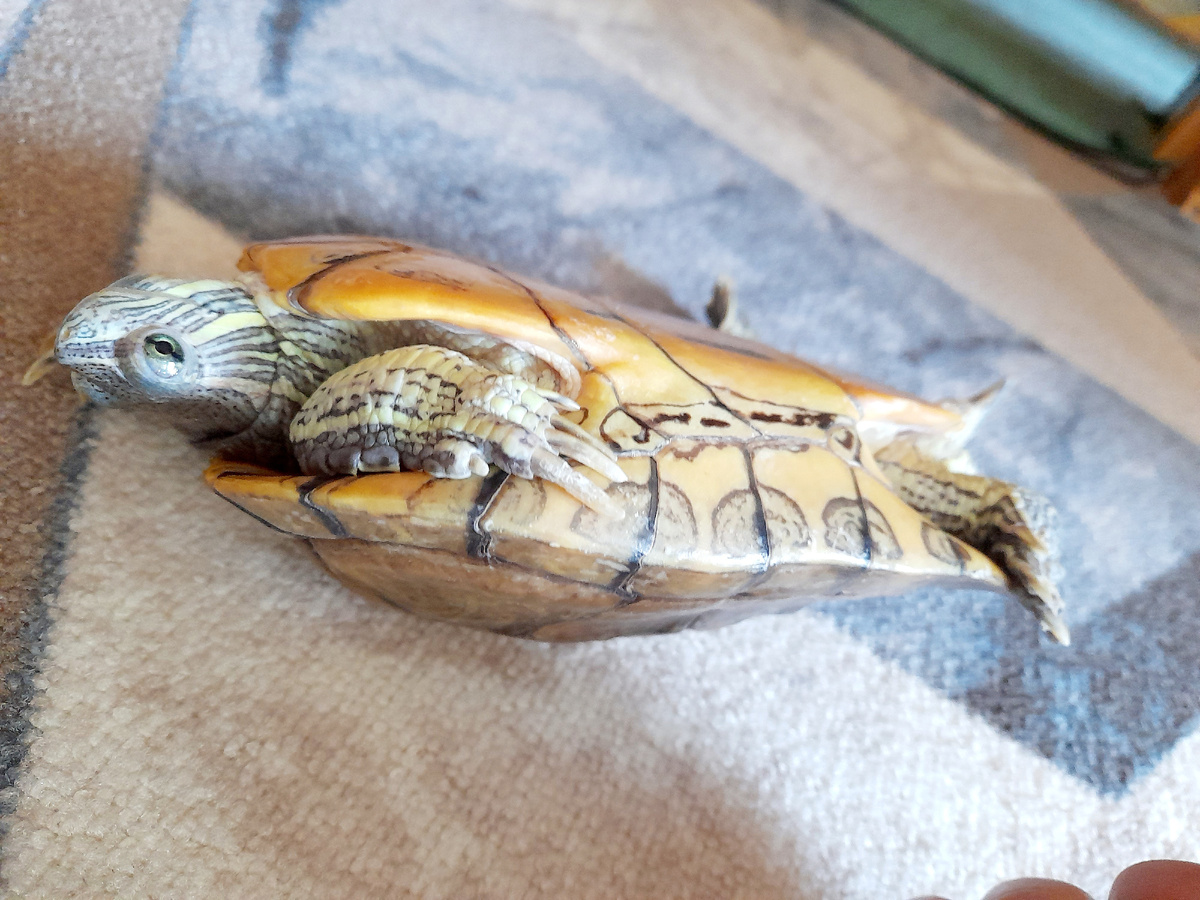 Коля валяется)