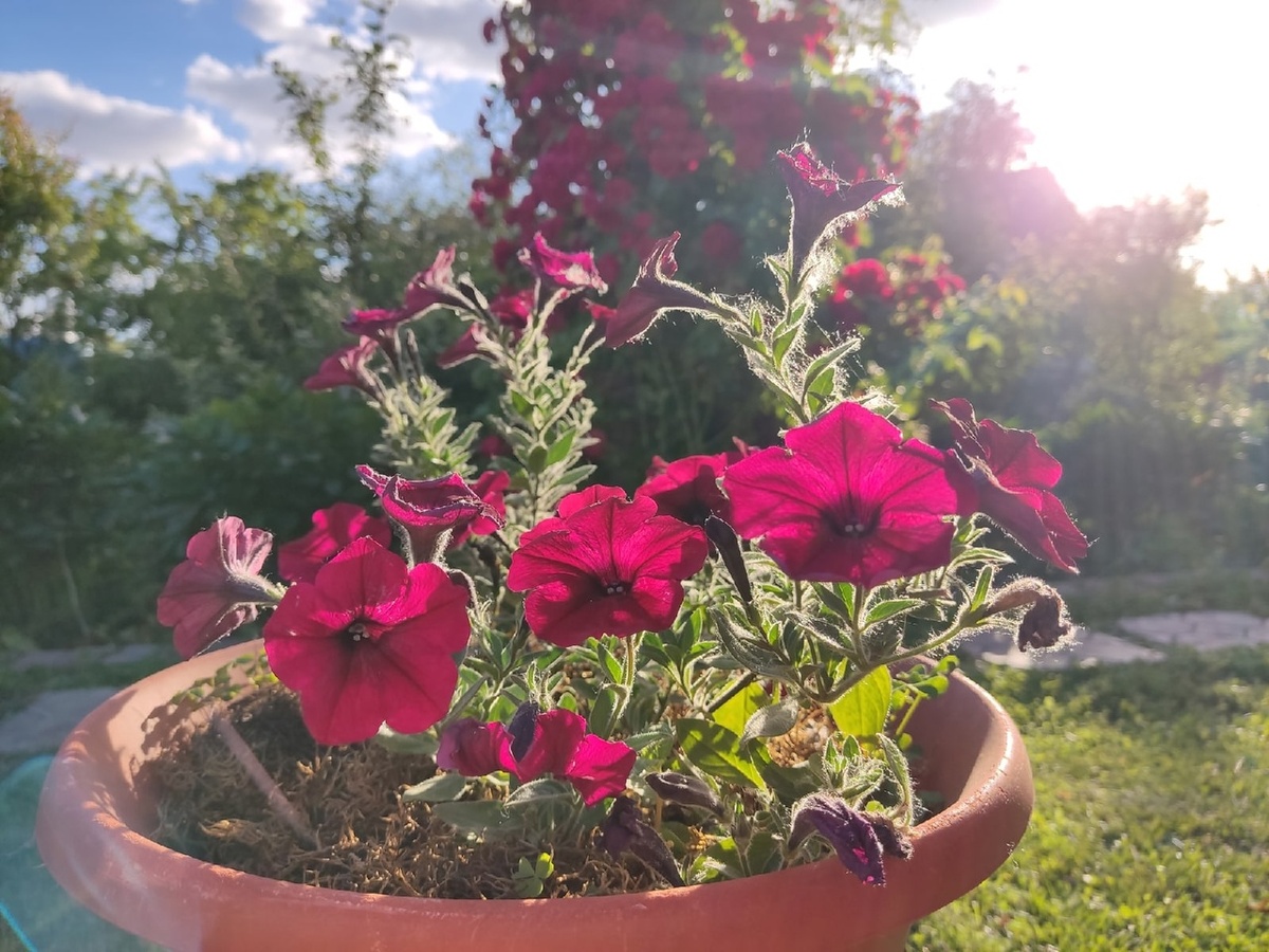 Петуния Tidal Wave F1 Velour Red