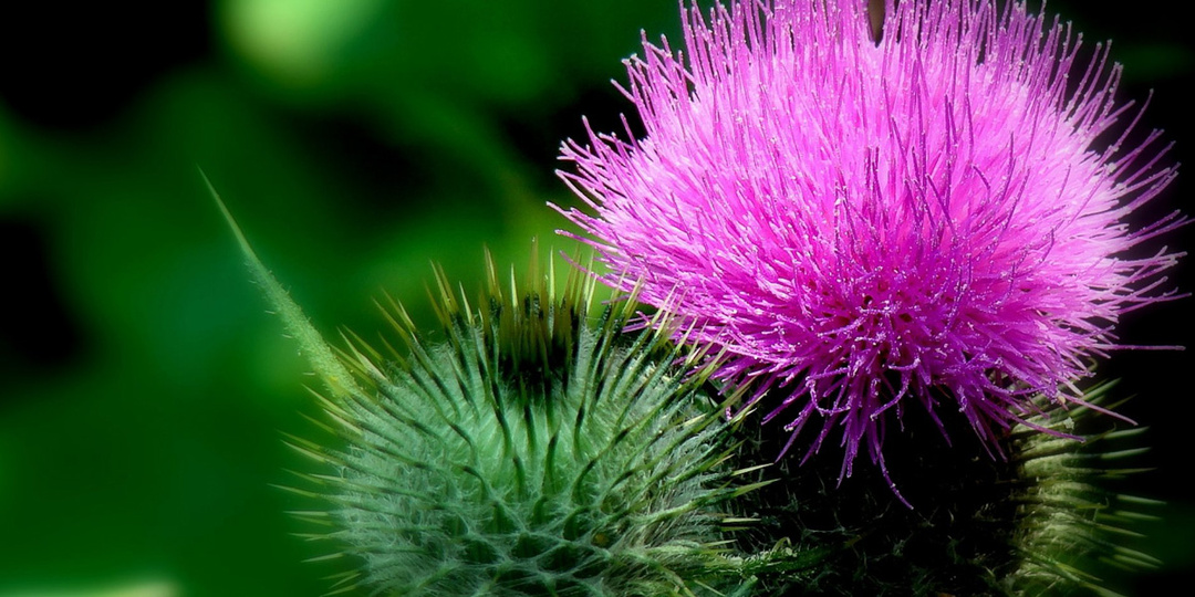 Можно ли принимать расторопшу для профилактики заболеваний печени?