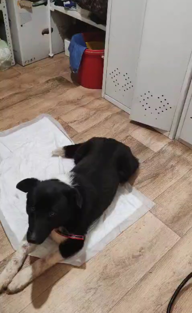 Убивает их виноватый взгляд… 🥺