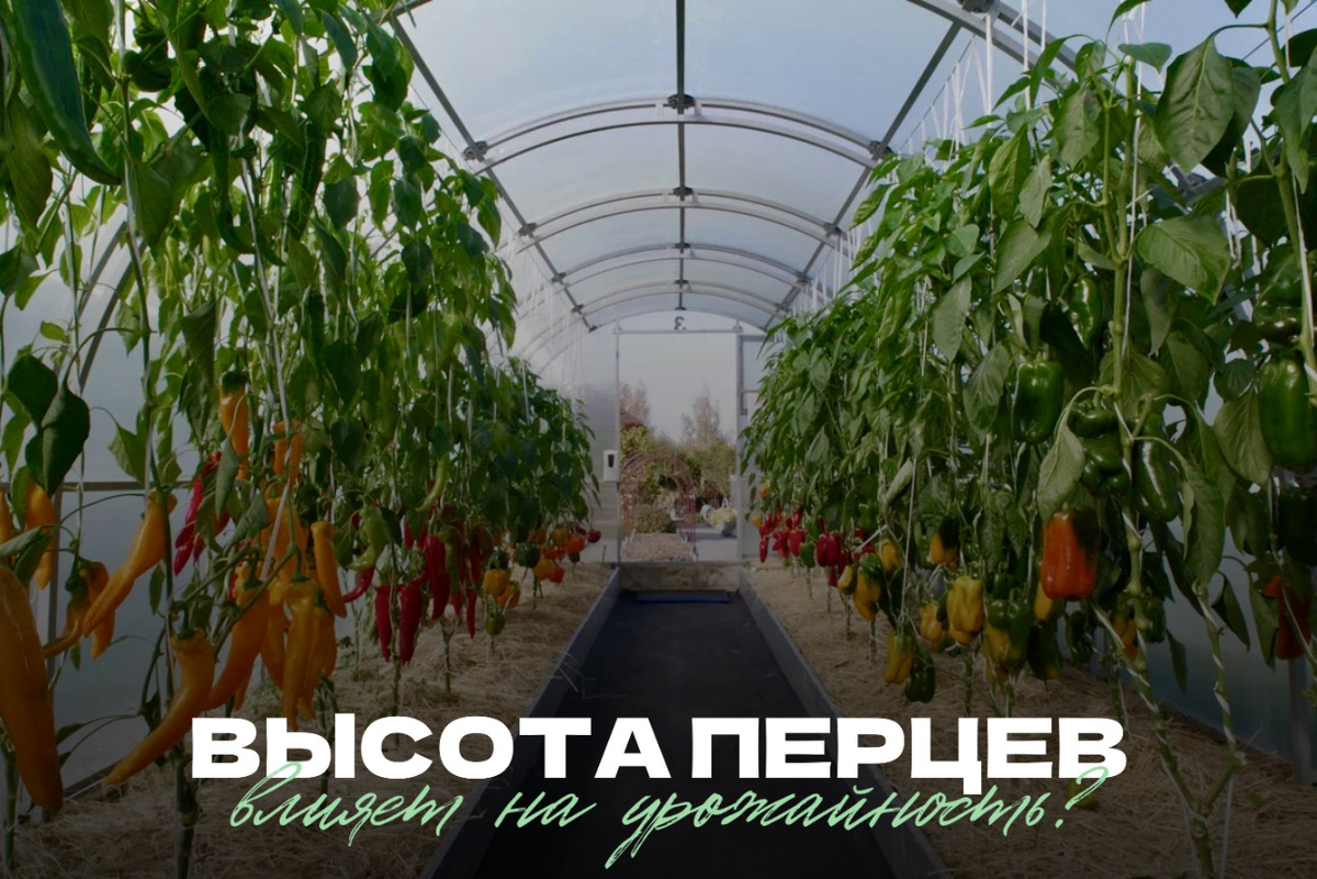 Многие огородники замечают, что на упаковках семян перца часто указано не точное значение высоты растения, а лишь категории: «среднерослое» или «высокорослое». Почему так? Давайте разберемся!