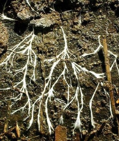 Микоризное образование