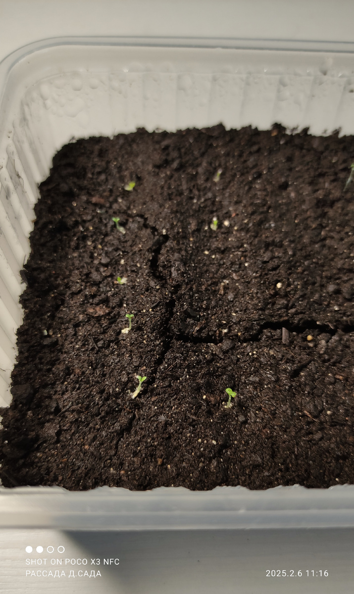 Сеянцы сорта Лимбо Джи Пи.