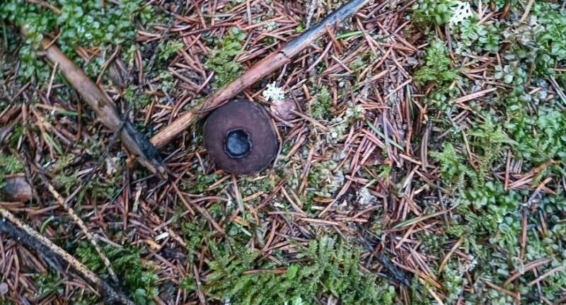    Минэкологии МО