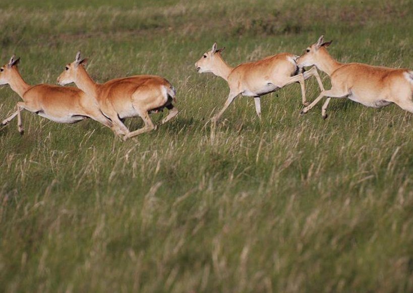   Фото: Даурский заповедник
