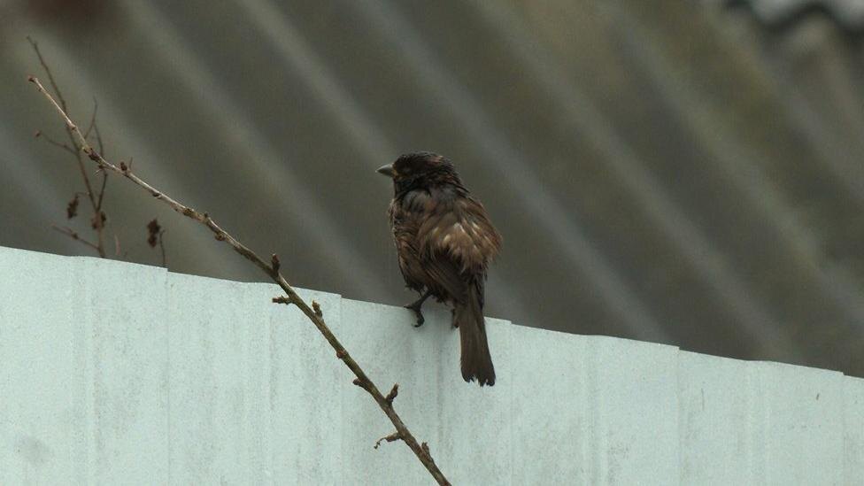    Фото: t.me/kazdoytvaripopare