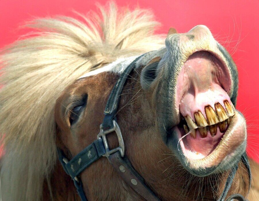     / Источник: © Wolfgang Weihs/ТАСС