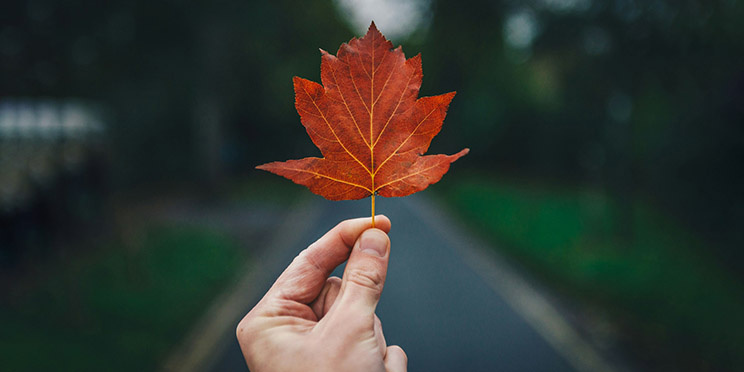 Идеальный вариант — когда главный объект резкий, а фон размытый / Фото: unsplash.com