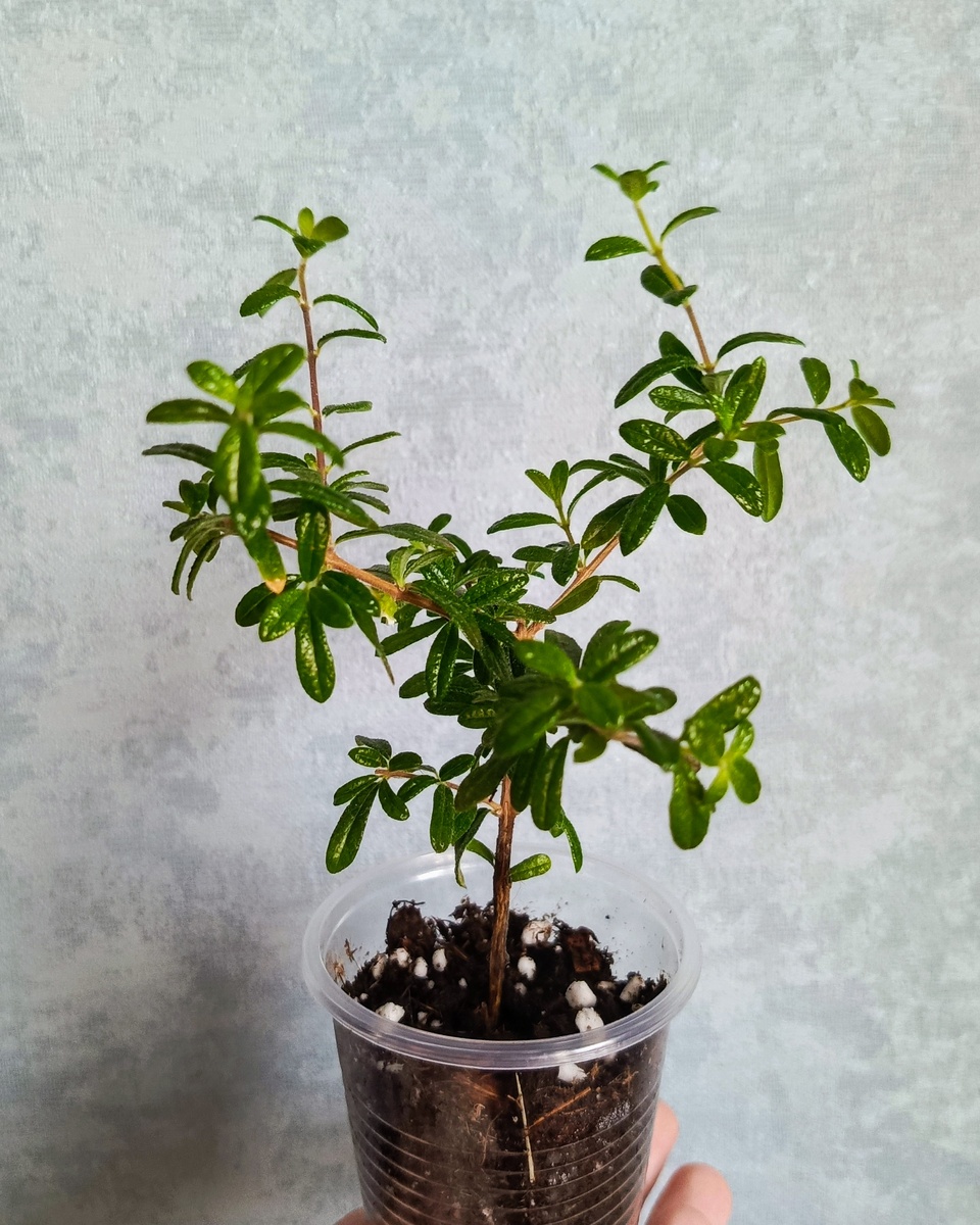 Мне не слишком нравится как продавцом сформировано деревце, я бы предпочла более высокий штамб. Ну зато пушистое, крепенькое. 