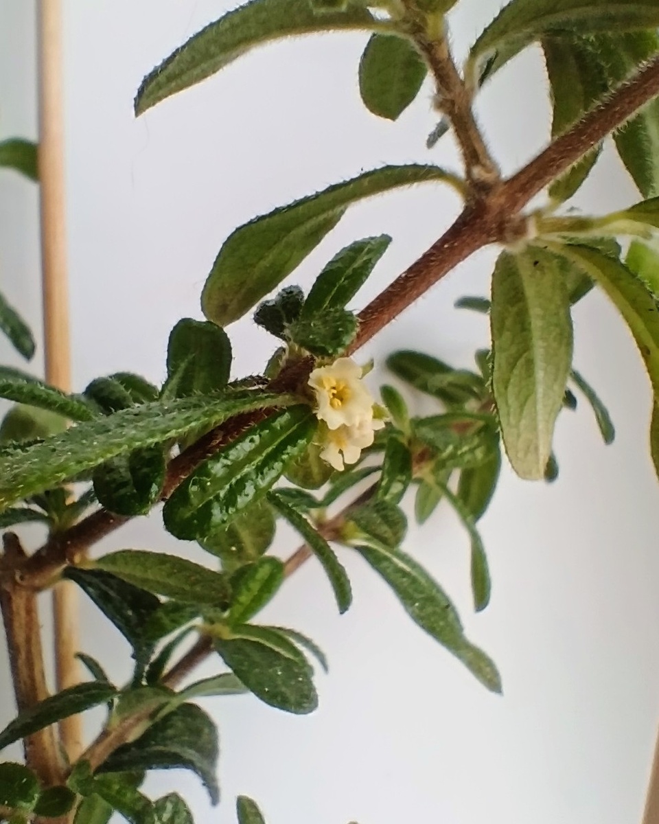 Снять их на камеру — тот ещё квест. Ворсинки на листьях, к слову, не просто так — это настоящие микроиголочки! Человеческой коже на руках урон нанести они не в состоянии, но если провести листиком по губам, то колятся весьма чувствительно