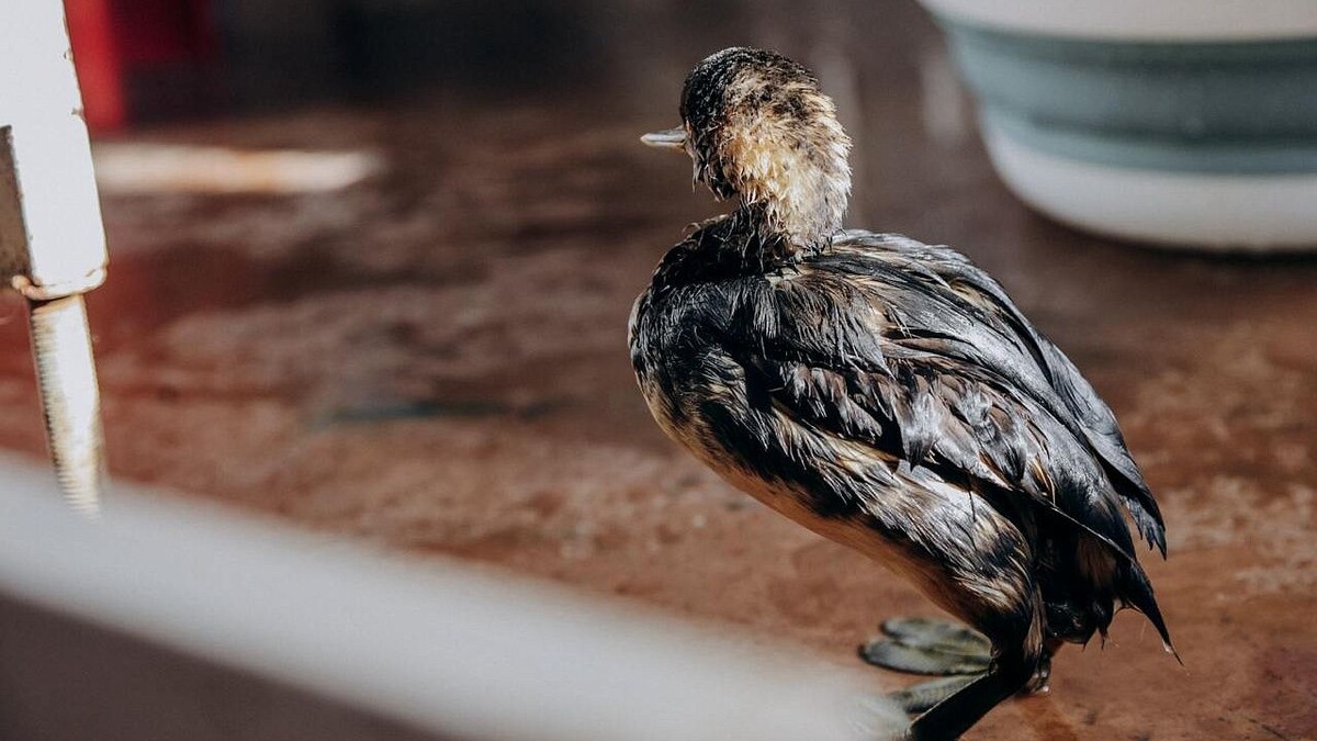    Фото: телеканал «Краснодар»