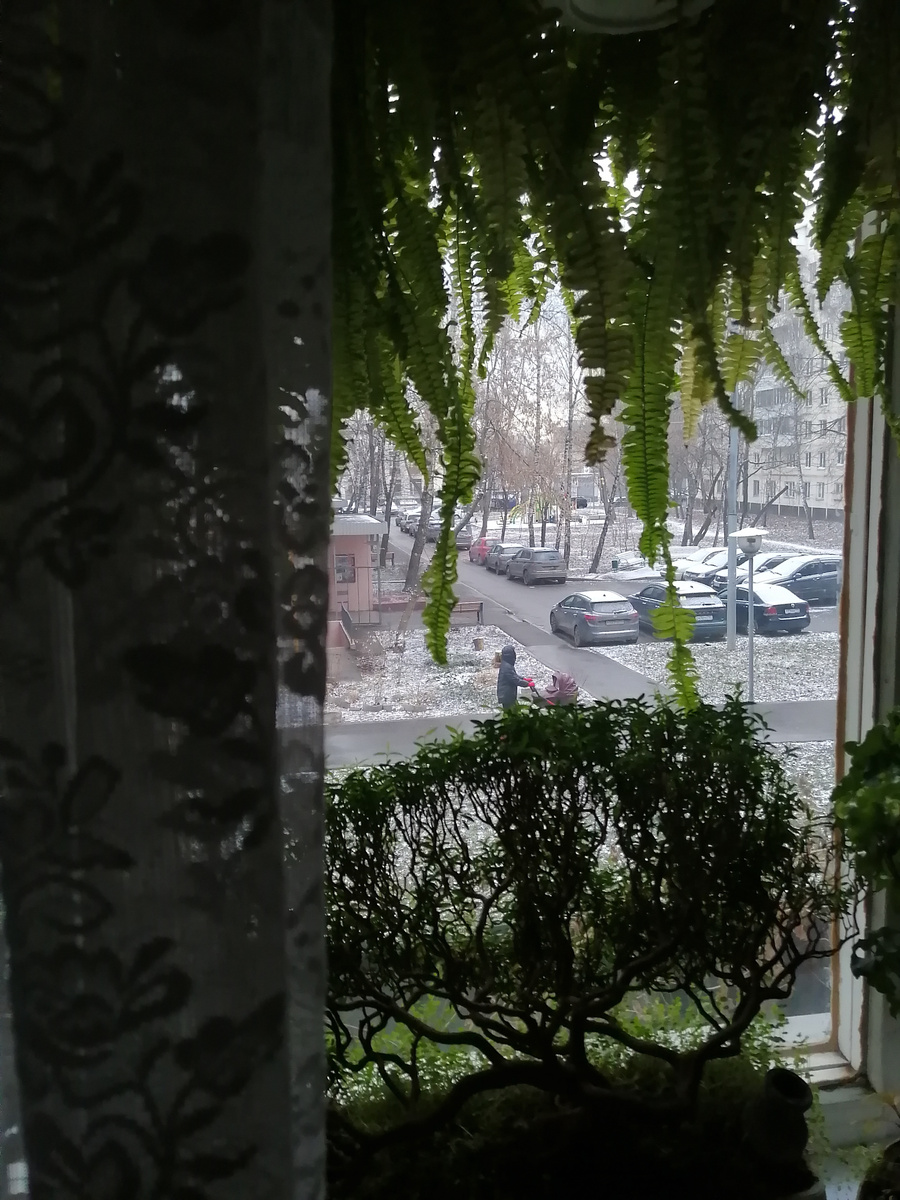 Позавчера пару часов снег продержался. Не удержалась, сфотографировала