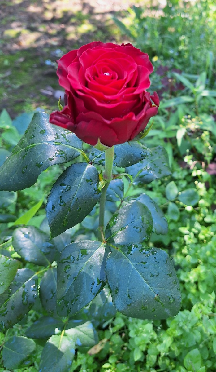 Rhodos ( Родос) Фото автора 