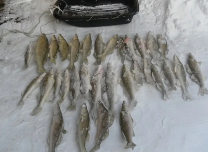 Зимняя жерлица на судака - верная удача в поимки крупного трофея. Не спорю, что зимние встречи с судаком куда реже чем с щукой, в отличие от которой " Важная рыба" Распределена по водаему не равномерно и имеет претензии к наживке. 