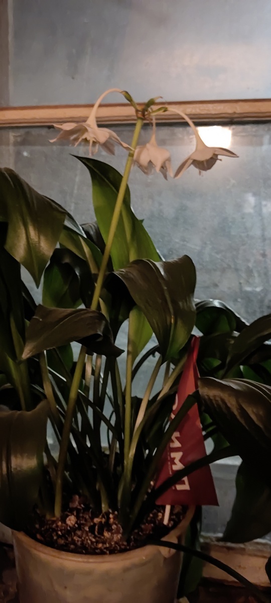 У С. зацвела лилия