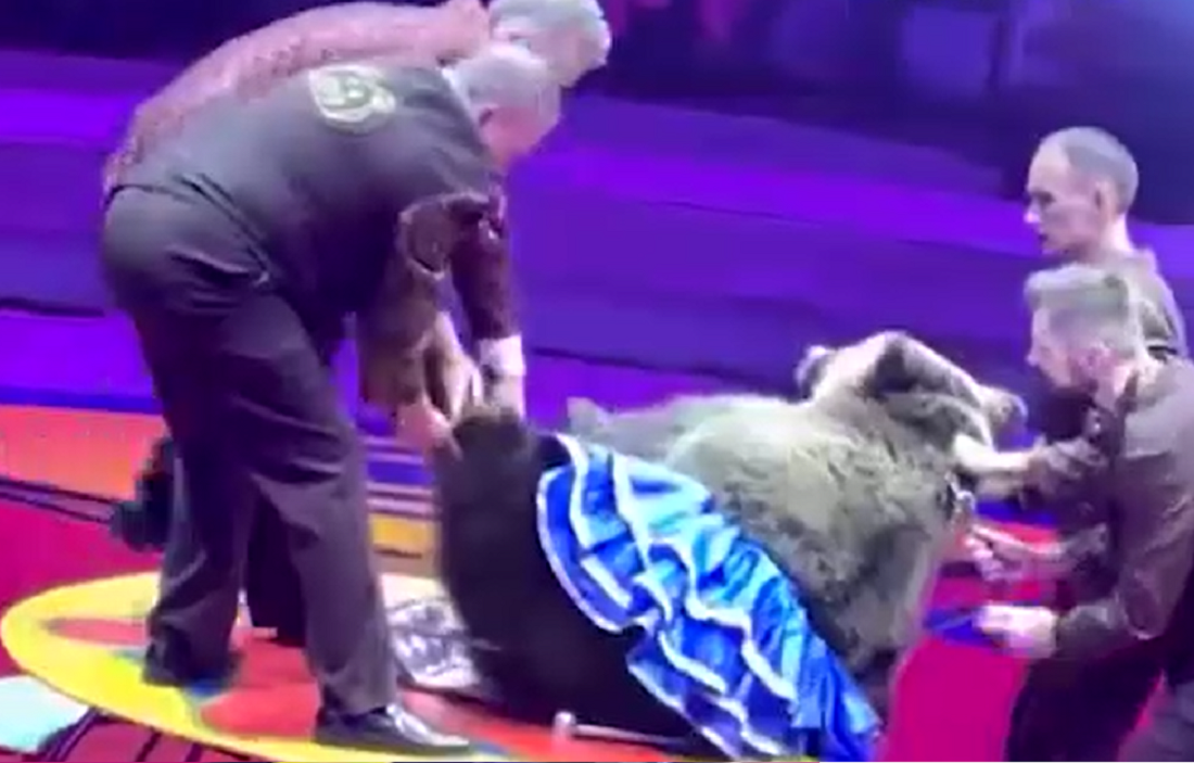 Кадры из видое снятого в Новокузнецком цирке