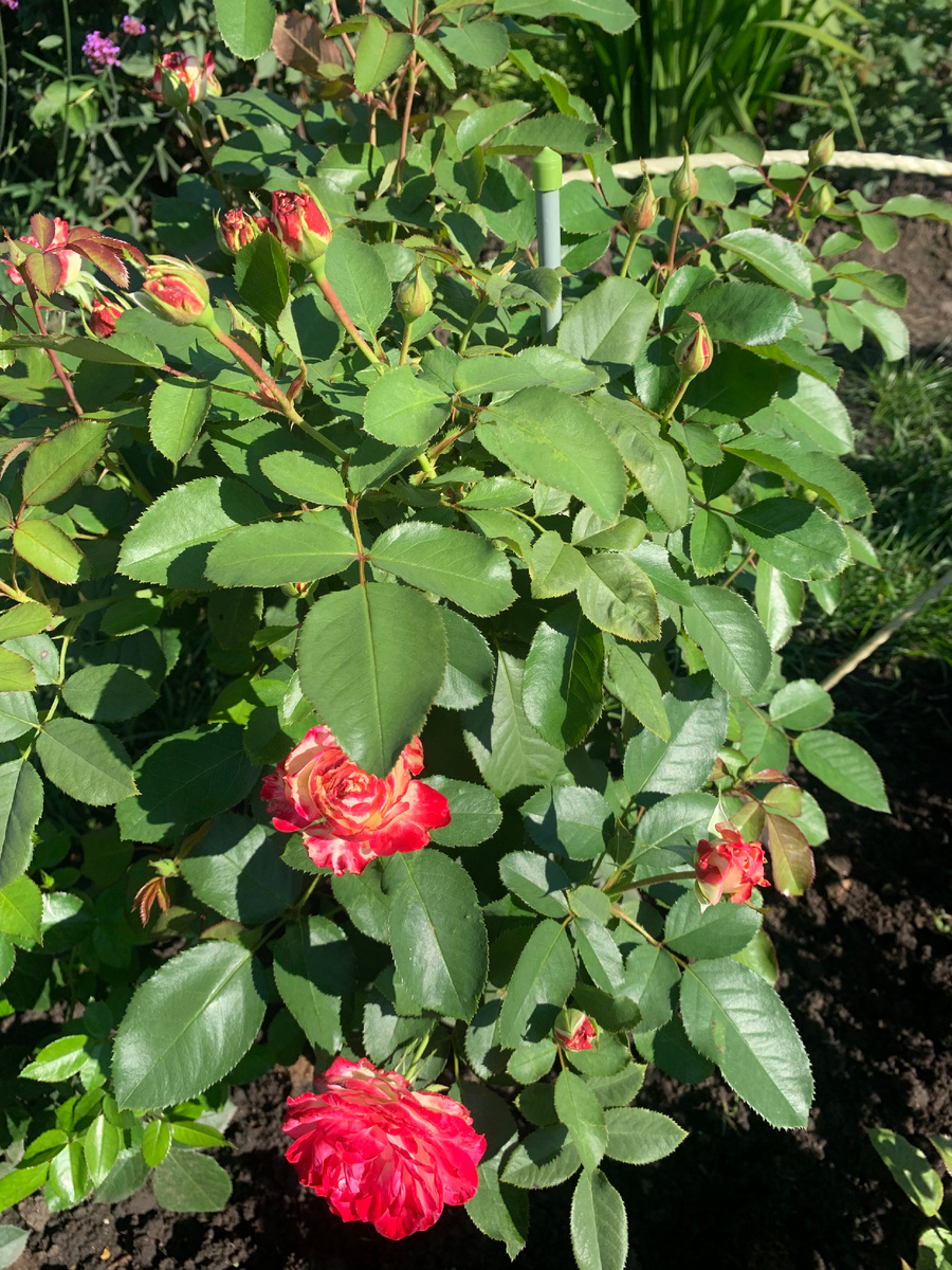 Роза Юбилей принца Монако