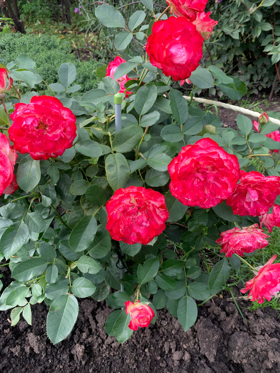 Роза Юбилей принца Монако