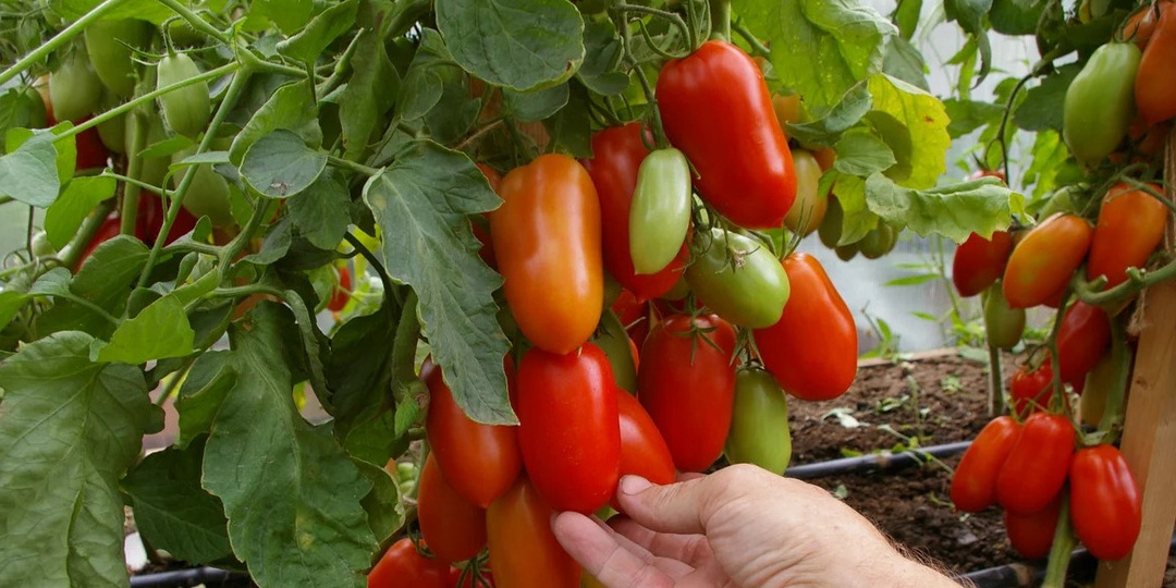 Выращиваю 3 сорта томатов без горечи в августе. Спасаю урожай от фитофторы народным методом