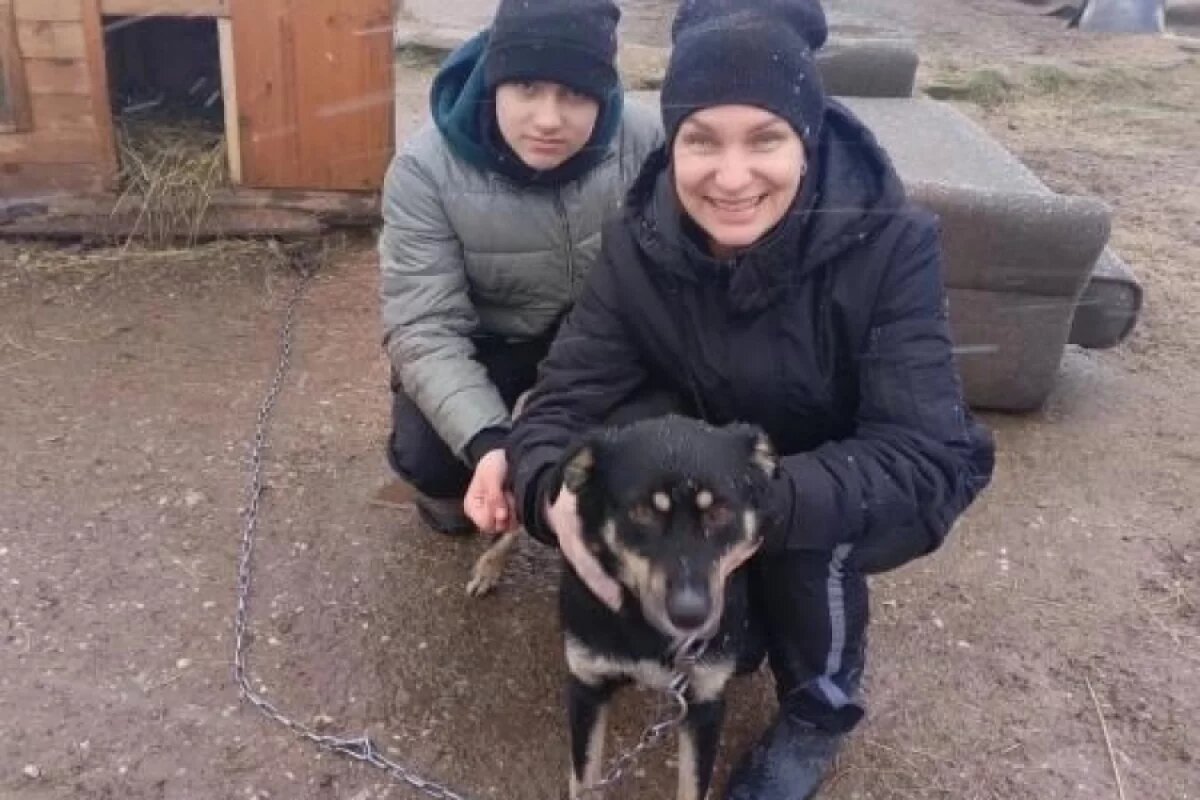    Кураторов для животных ищет приют «Лесопилка» в Пскове