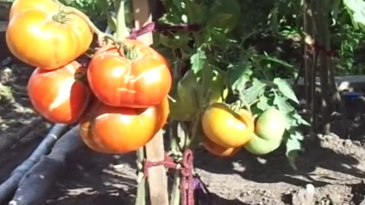 Томат Бердский крупный