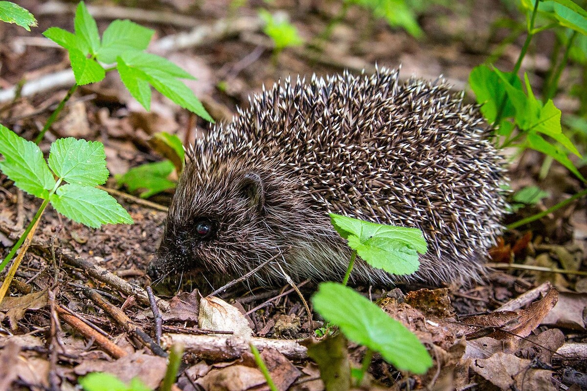 Еж обыкновенный