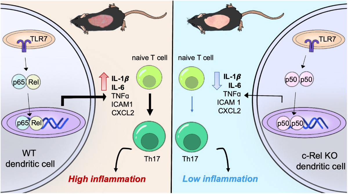 Слева при высокой активности Rel повышается активность воспалительных генов, а справа при отсутствии Rel  низкая активность воспалительных генов. Источник: Liu A.R. и др. NFkb c-Rel is a critical regulator of TLR7-induced inflammation in psoriasis // eBioMedicine. Elsevier, 2024. Т. 110.
