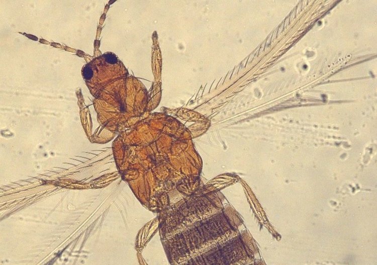    Опасные трипсы продолжают приезжать в Россию в заграничных цветах