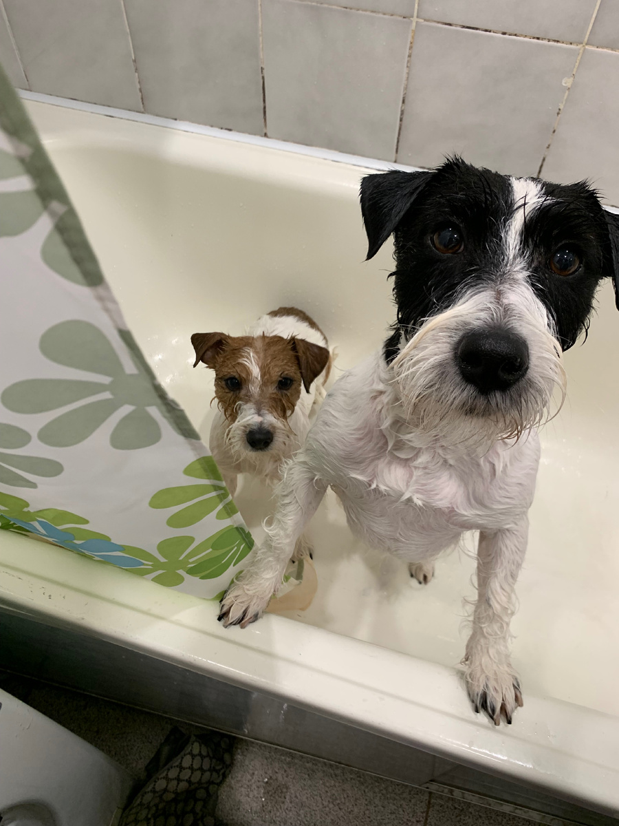 Перемывка перед выставкой 