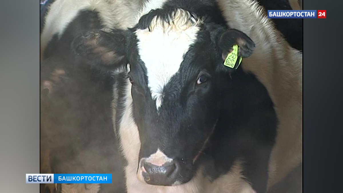    В Башкирии за шесть лет более 300 фермеров получили грант «Агростартап»