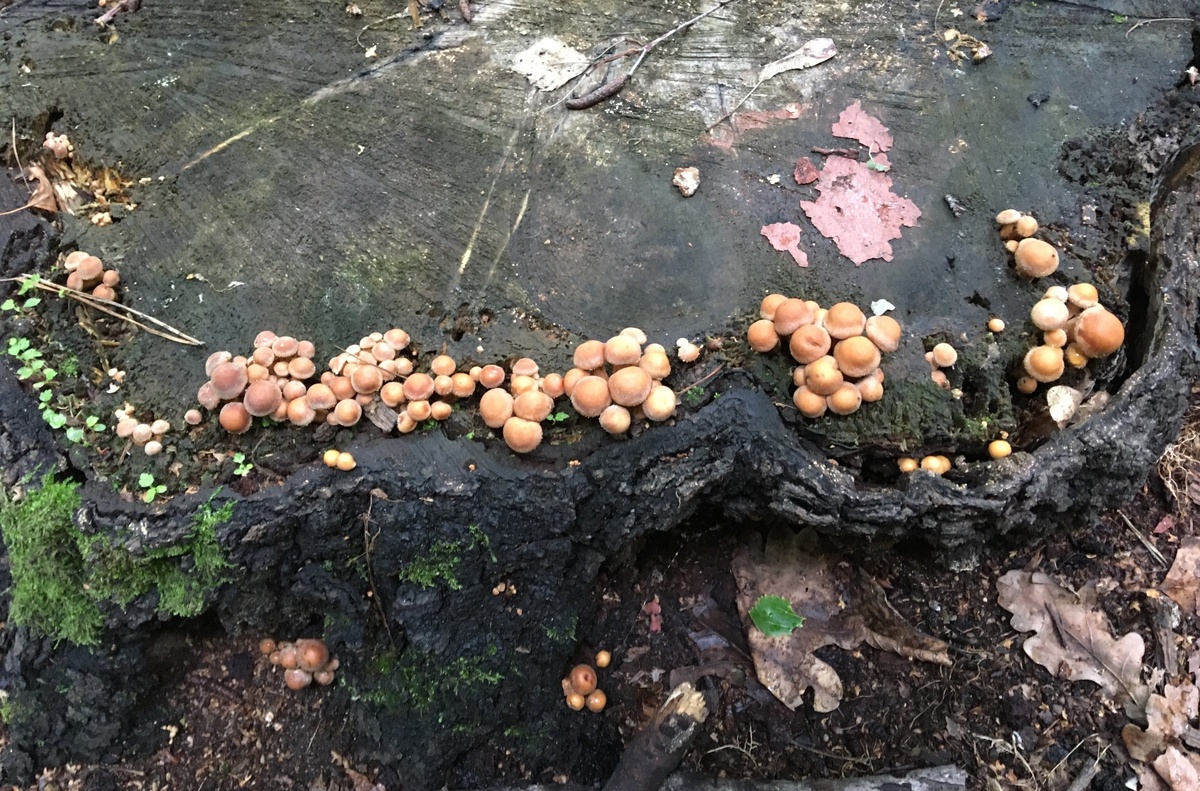 Примордии и молоды летние опята