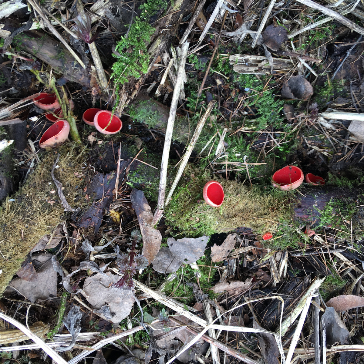 Взрослые саркосцифы и примордии еле видимые невооружённому глазу