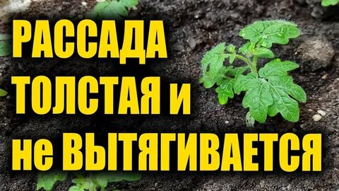 Толстые Стебли за 7 Дней