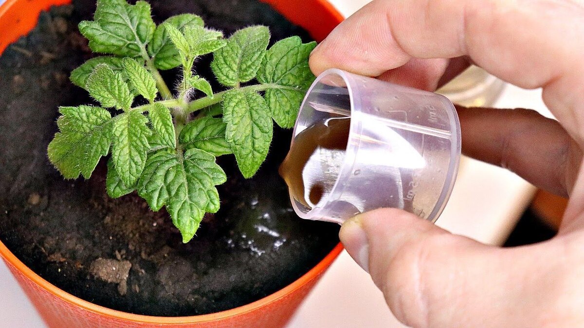 Топ-5 Подкормок для Толстых Стеблей