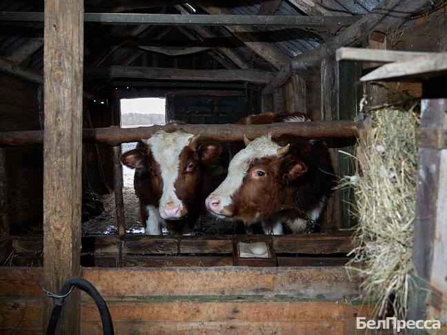 Фото: Елена Журавлёва