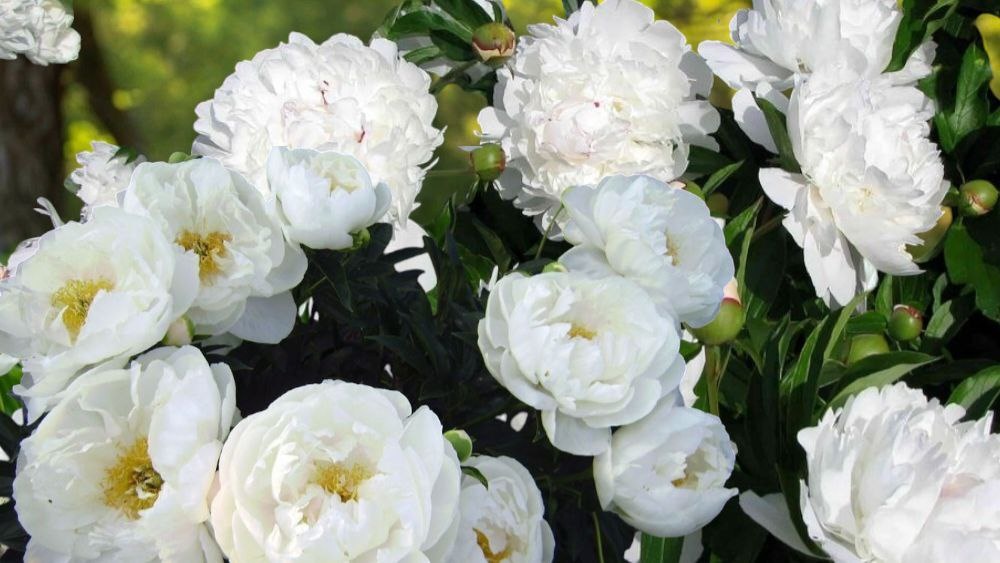 Сочетание махровых и полумахровых белых пионов