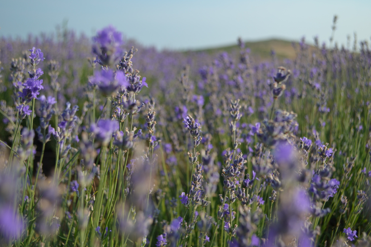 Нежные цветы обладают тонким ароматом