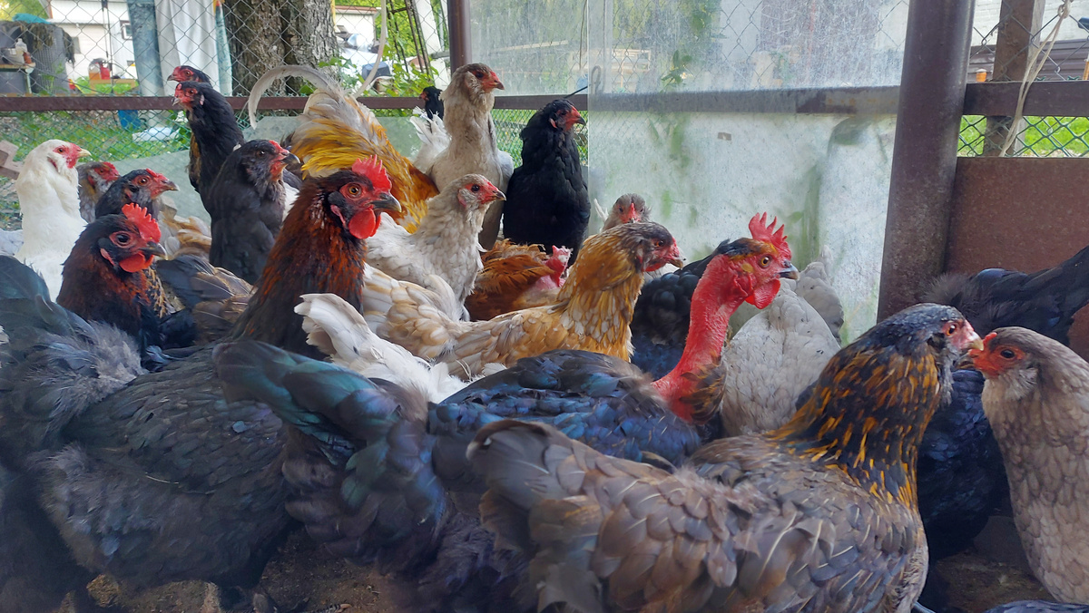 Годуновский бройлер