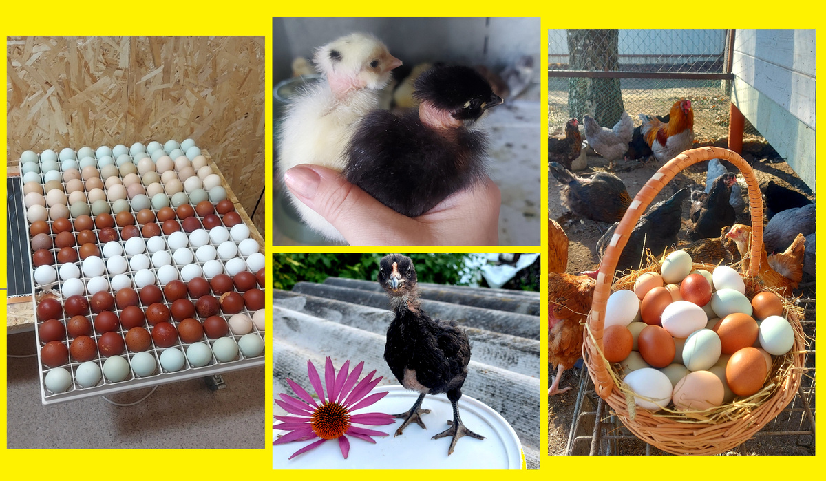 Годуновский бройлер