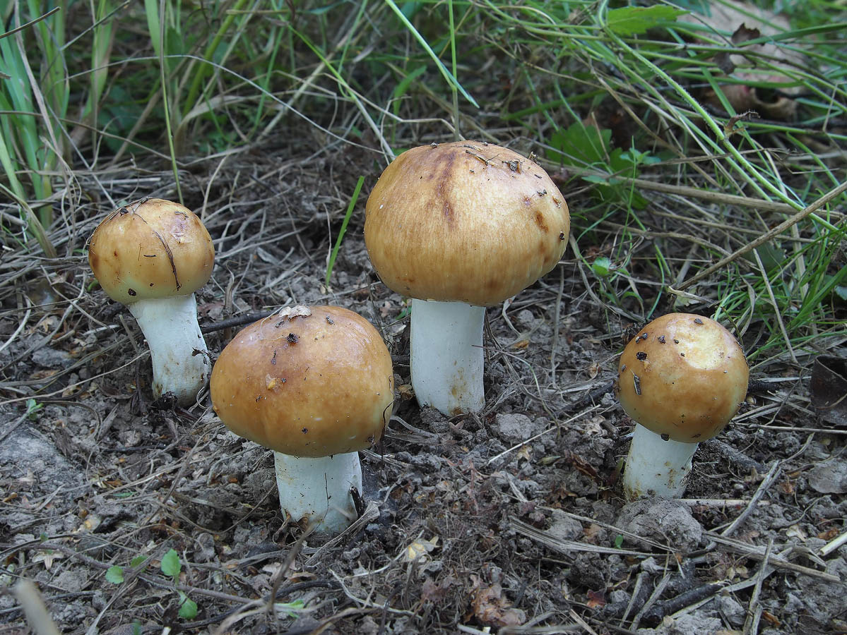 Идеальные валуи, жаль не всегда такие удаётся набрать. Фото Андрея Смирнова