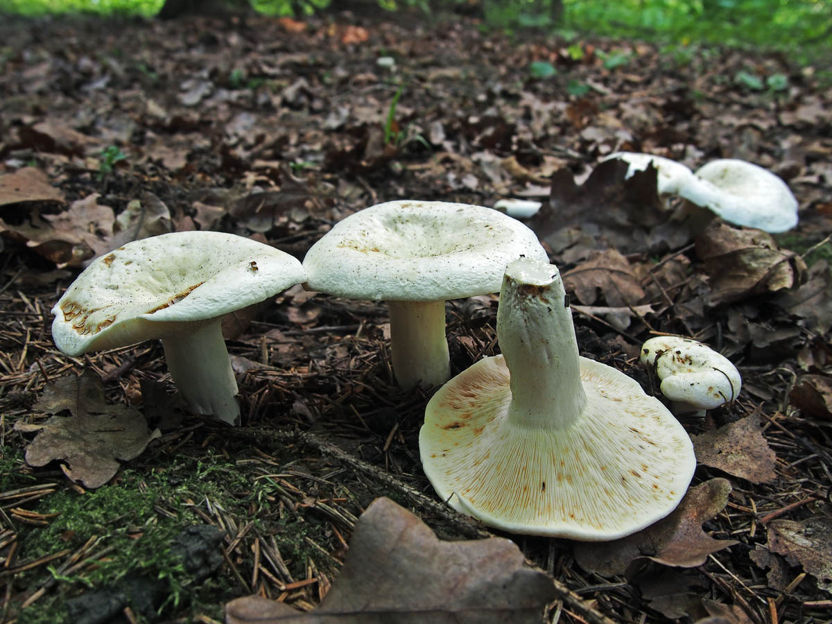 Сизоватых груздей было много, брали на пробу самые-самые. Фото Андрея Смирнова