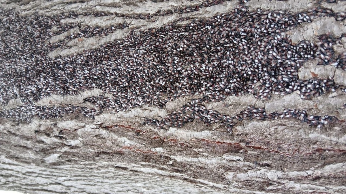    Фото: пресс-служба Кавказского заповедника