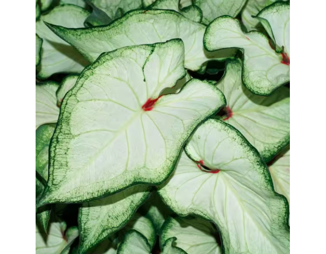 Источнтк фото https://exotiks.ru/index.php?route=product/product&path=153&product_id=2548