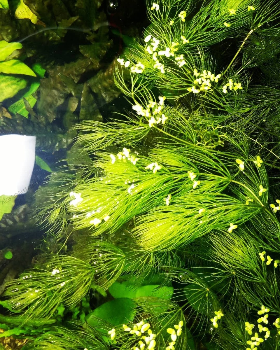 Роголистник