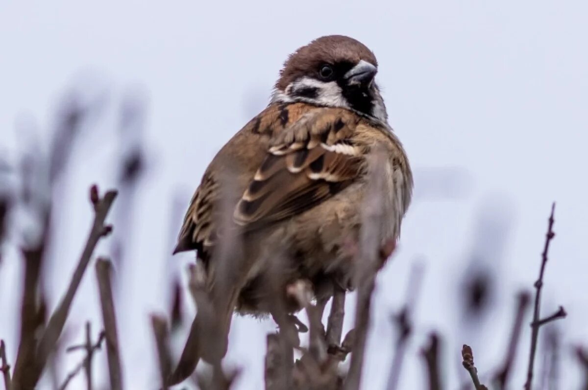    Воронежцев приглашают принять участие во Всероссийской переписи воробьев