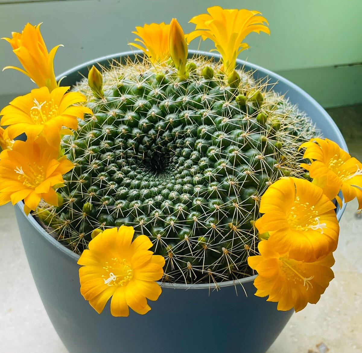 А это сегодня, как распустился кактус!!! 