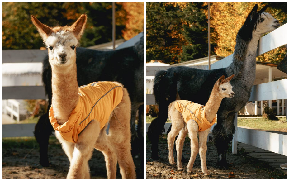 Альпака Майа на Ферме Альпак в Архызе 