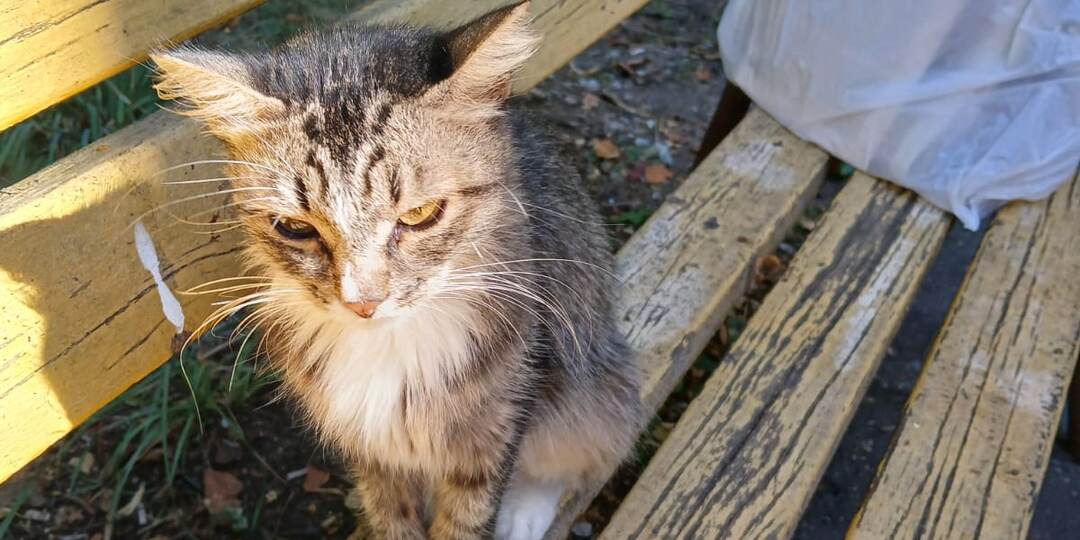 Ещё одна история о том, как одни люди выбрасывают животных, а другие всей душой стремятся им помочь